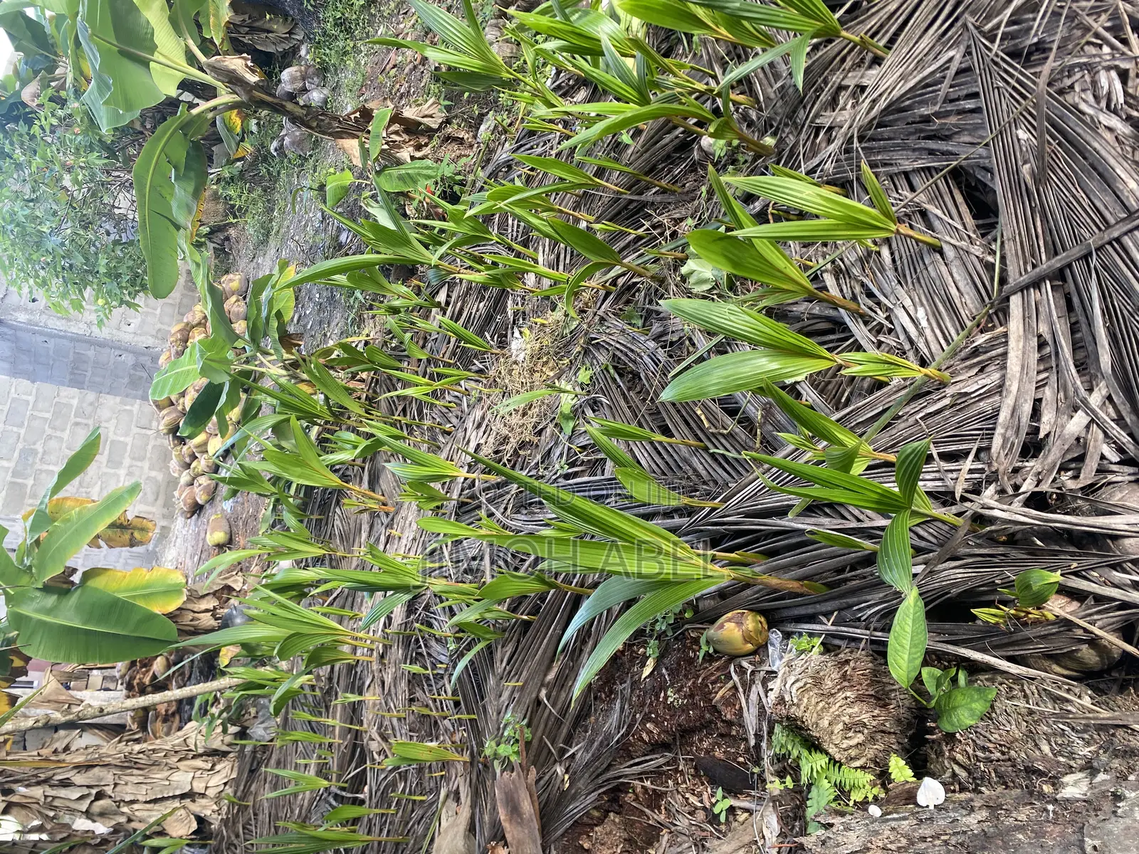 Dwarf Coconut Seedlings