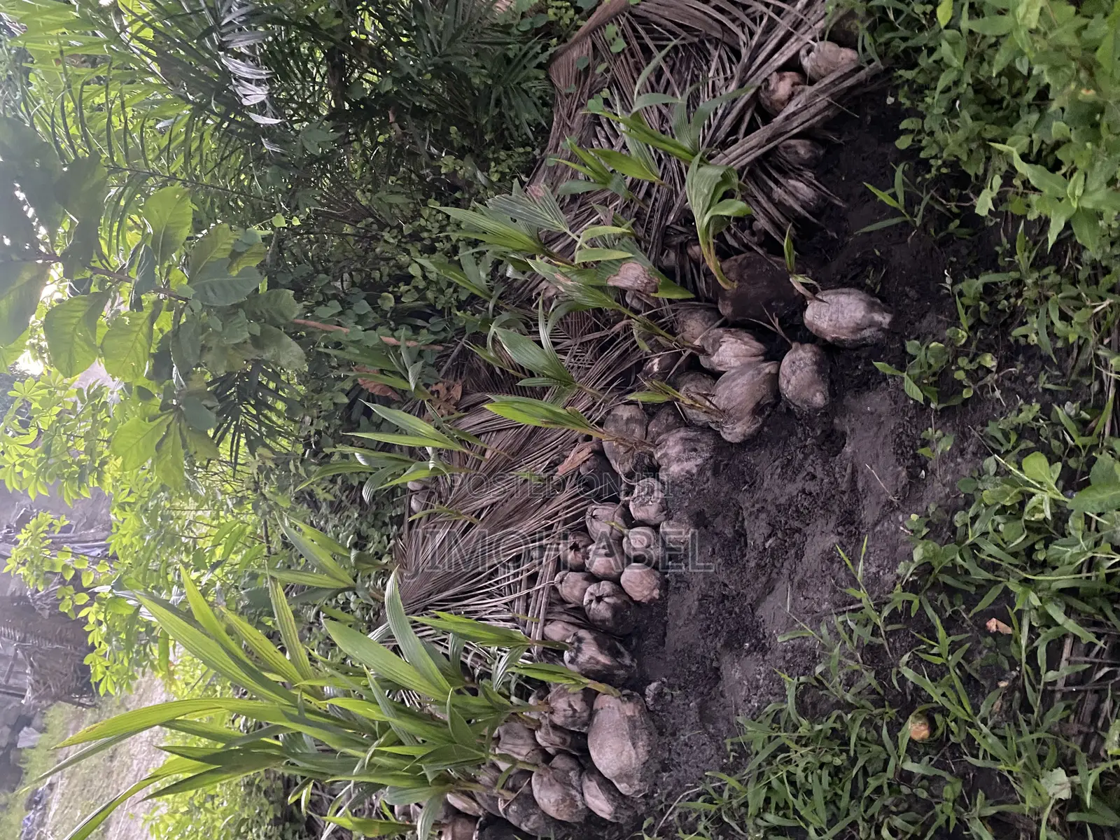 Dwarf Coconut Seedlings