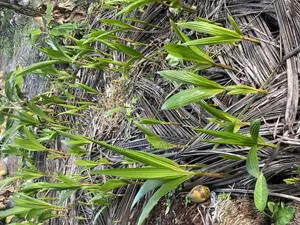 Dwarf Coconut Seedlings