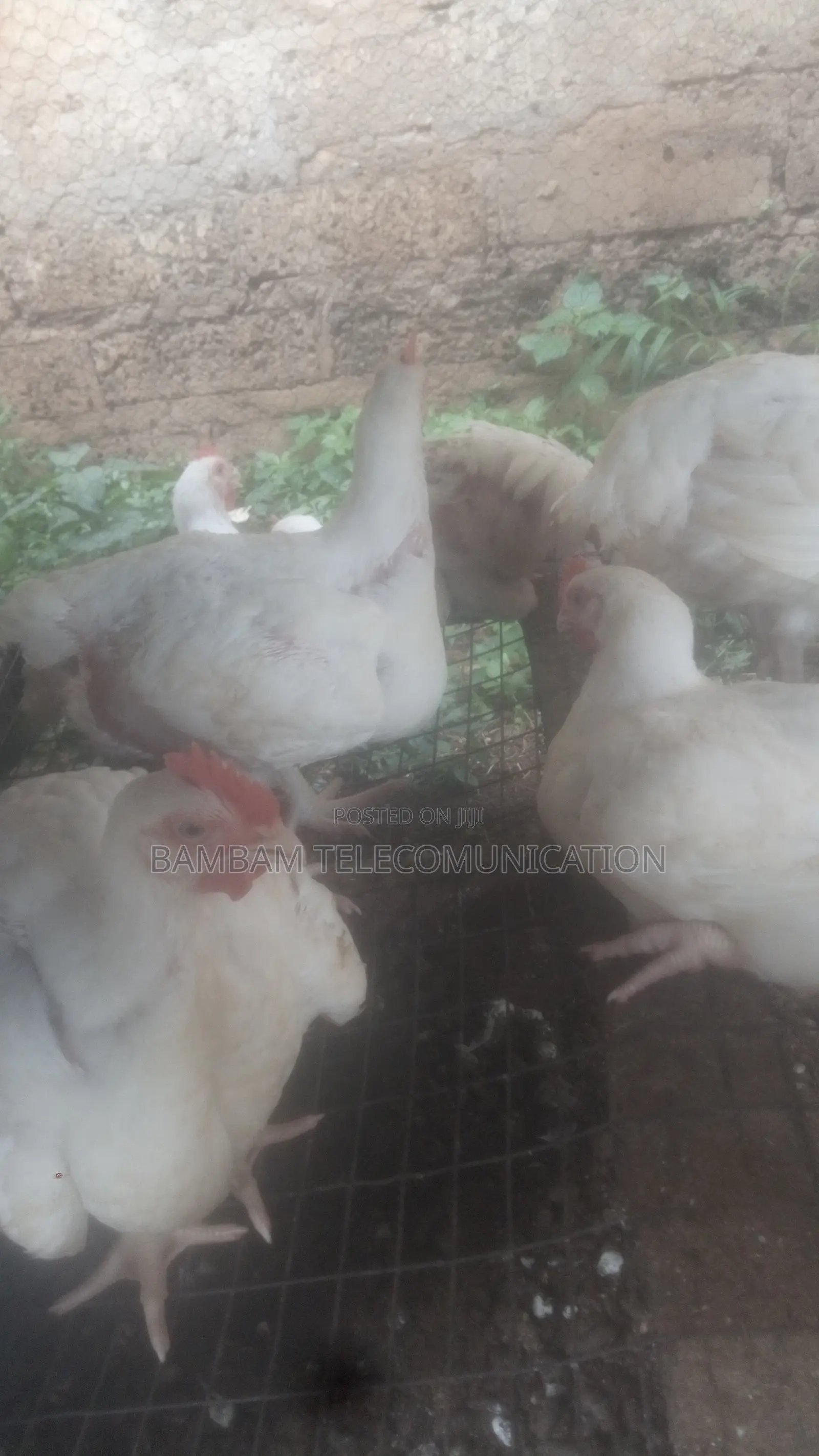 4weeks Broiler Availble