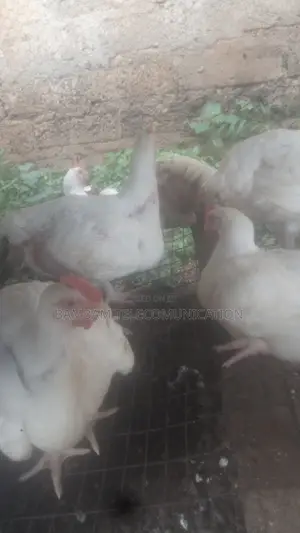 4weeks Broiler Availble