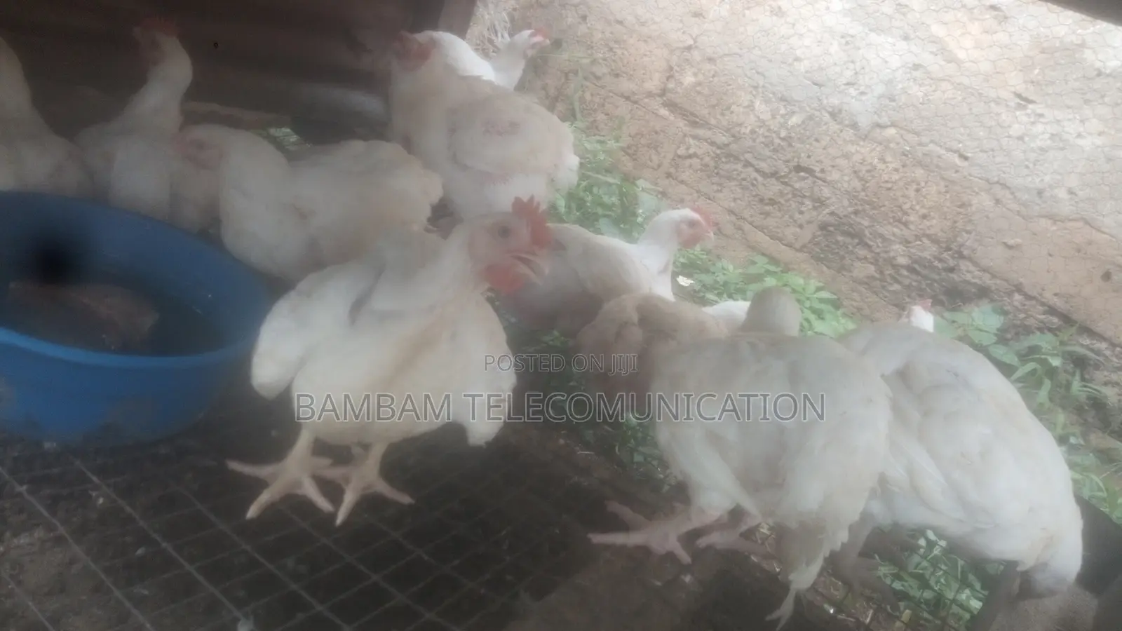 4weeks Broiler Availble