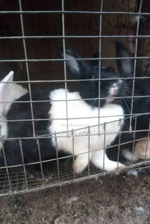 Matured Rabbit
