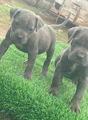 1-3 months Female Purebred Cane Corso