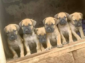 1-3 months Female Purebred Boerboel
