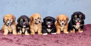 1-3 months Male Purebred Lhasa Apso