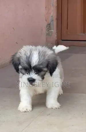 1-3 months Male Purebred Lhasa Apso