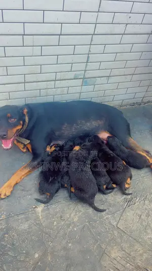 1-3 months Female Purebred Rottweiler