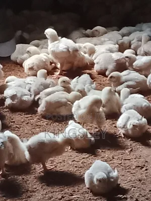 Brooded 3weeks Agratred Broiler Bird