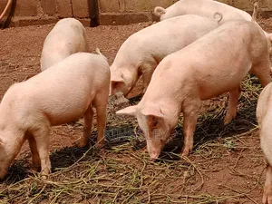 Large White and Land Race Piglet