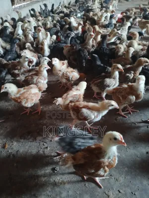 3 Weeks Amo Noila Birds, Well Vaccinated Available for Sale