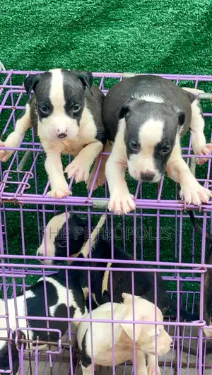1-3 months Female Purebred American Pit Bull Terrier