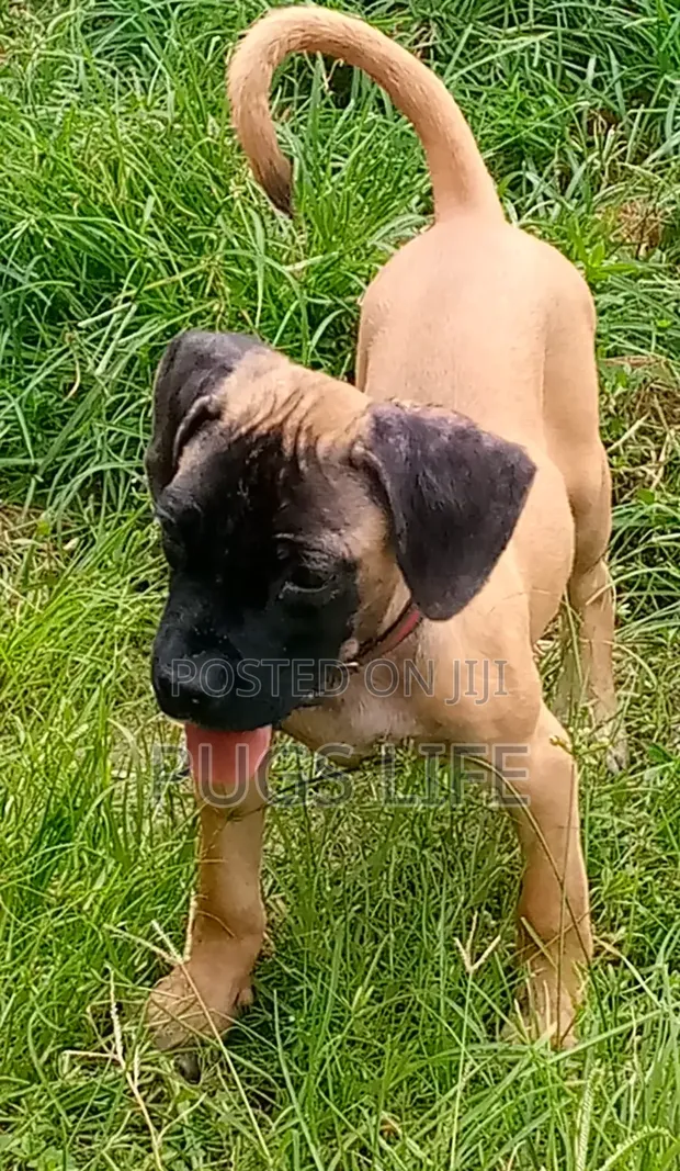 1-3 months Female Purebred Boerboel in Ajah Dogs Puppies, Pugs - Main Image