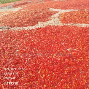 Experience Fiery Kick of Our Premium Dry Chilli Pepper