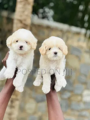 1-3 months Female Purebred Lhasa Apso