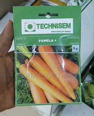 Carrot Seeds