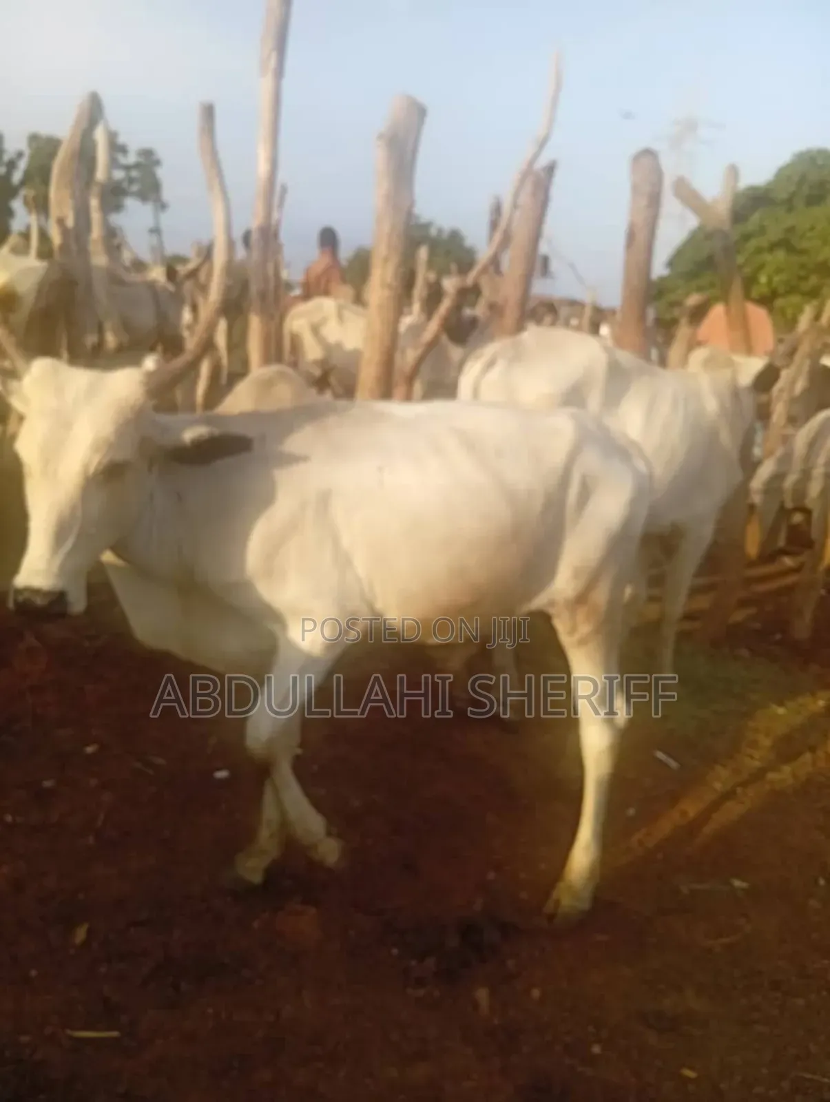 Cattle Farming