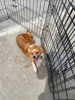 3-6 months Male Purebred Chihuahua
