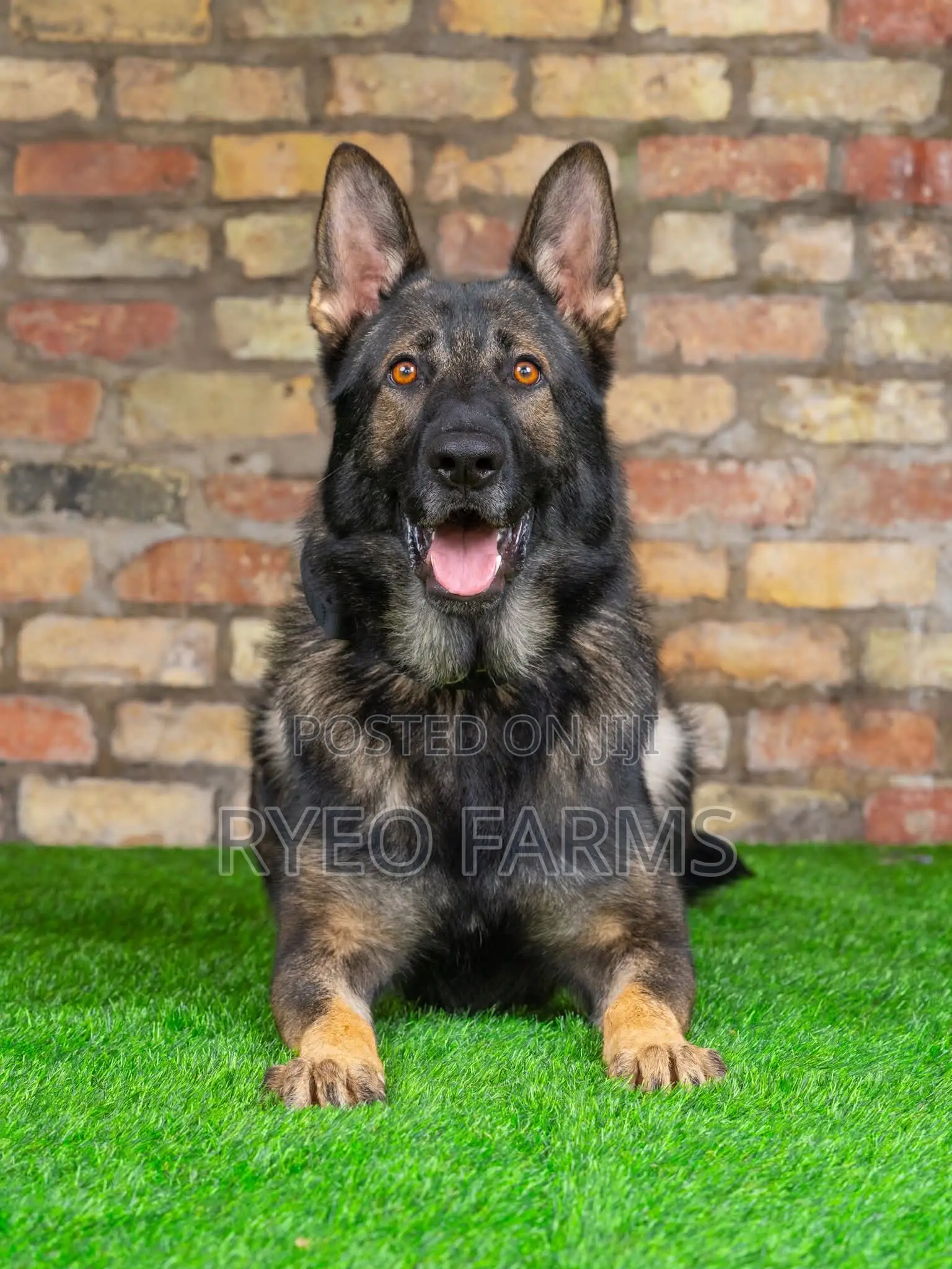 Dog Training Services