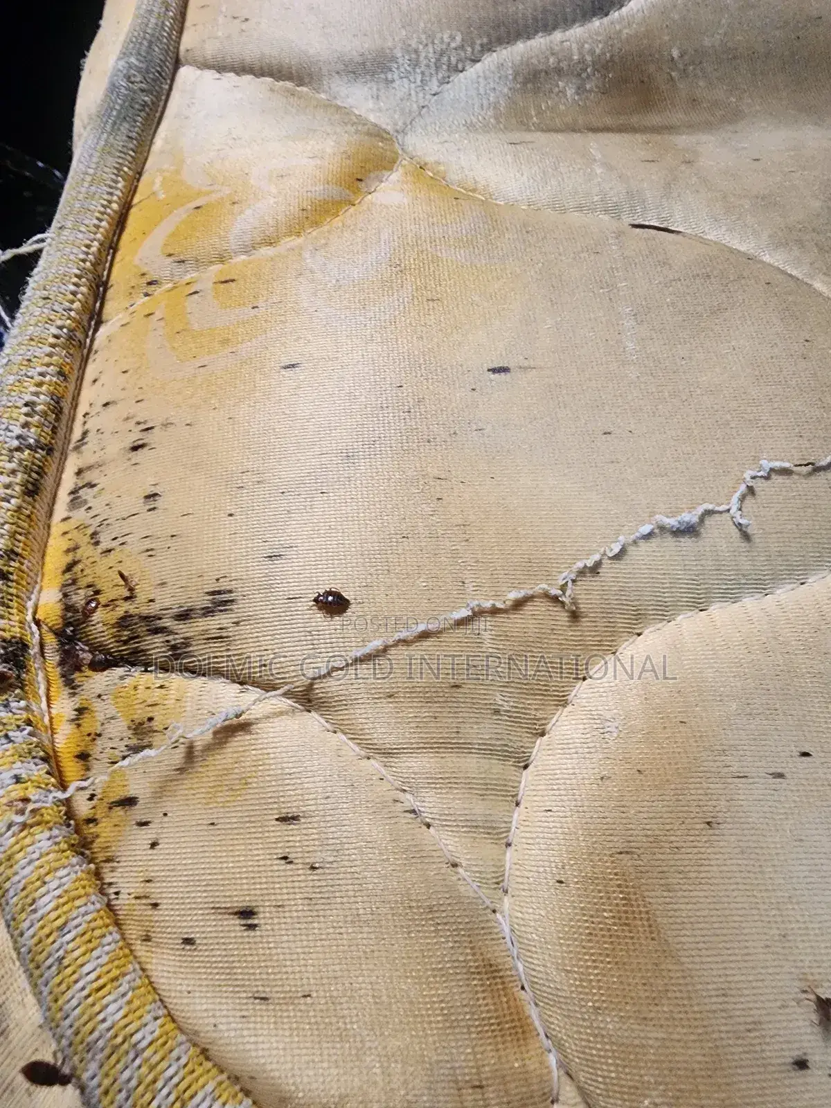 Fumigation For Bedbug Treatment