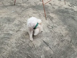 1+ year Male Purebred Lhasa Apso