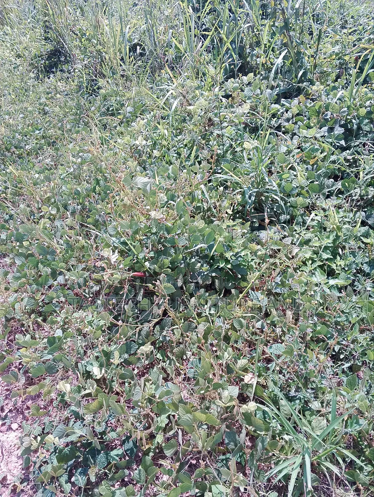 A Plot of Land