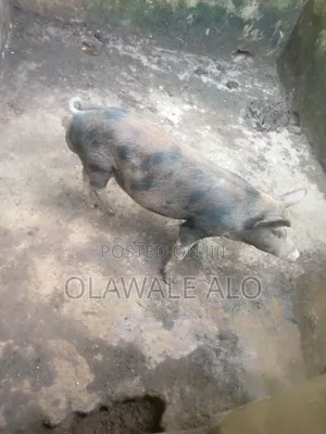 Pregnant Hybrid Spotted Pig