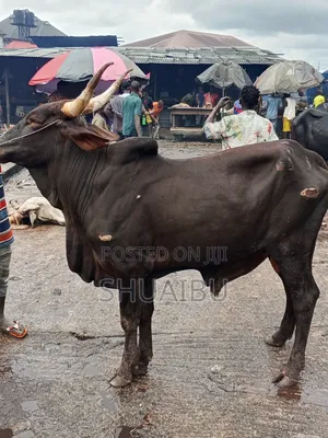 Life Goats Rams and Cows Cheap