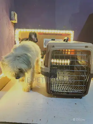 Collapsible Dog Cat Cage and Carrier