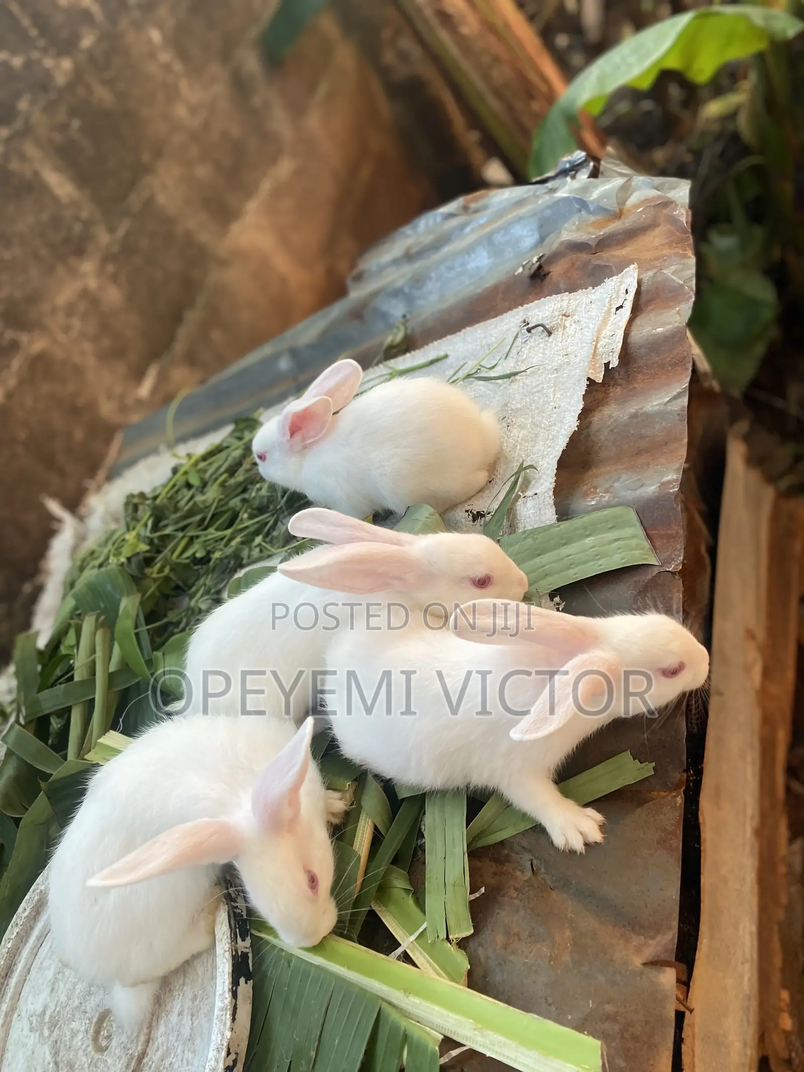 Rabbit Bunnies