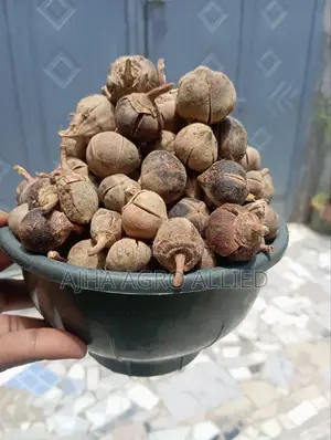 Goron Tula (African Chewing Gum)