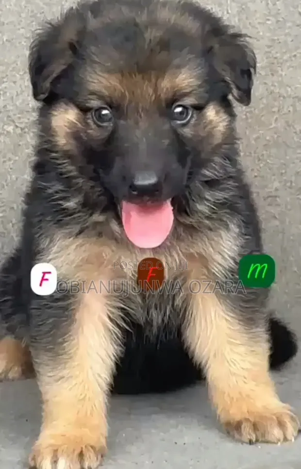 1-3 months Female Purebred German Shepherd in Ibadan Dogs