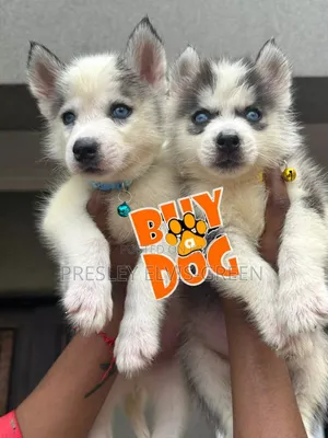 1-3 months Female Purebred Siberian Husky