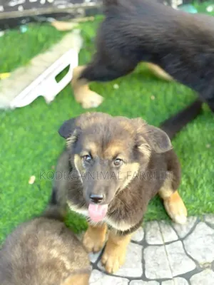 1-3 months Male Purebred German Shepherd