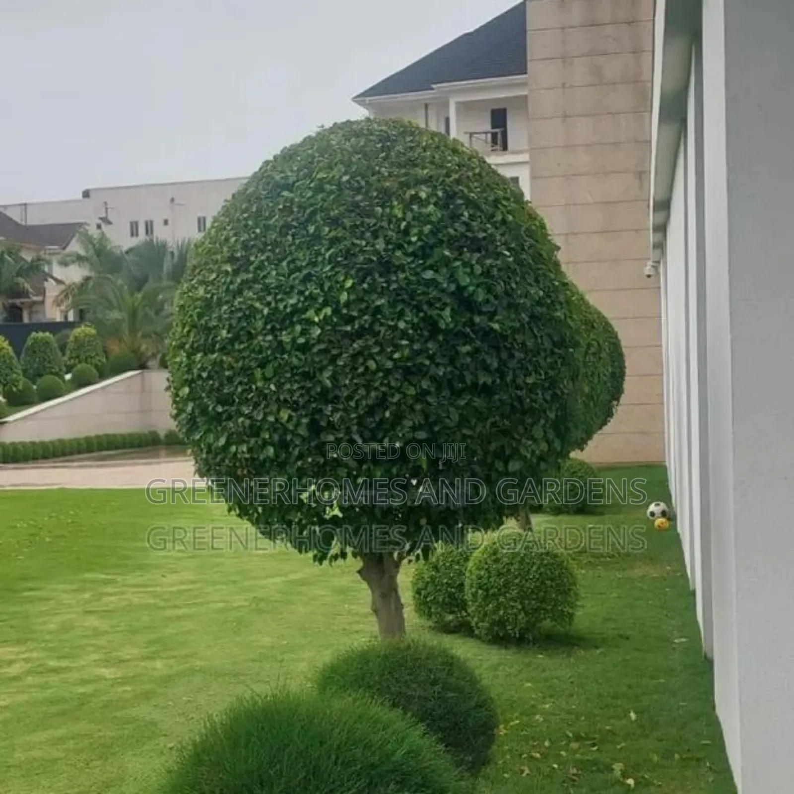 Ball Ficus