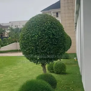 Ball Ficus
