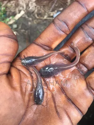 Catfish (Hybrids Clarias) Available