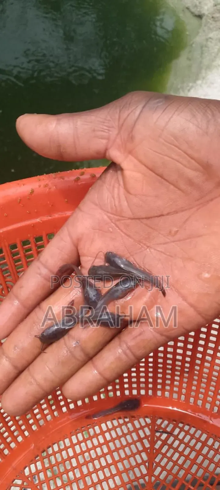 Catfish (Hybrids Clarias) Available