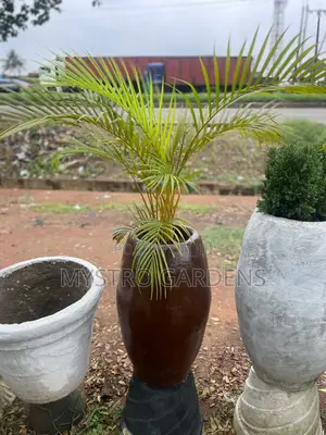 Golden Palm