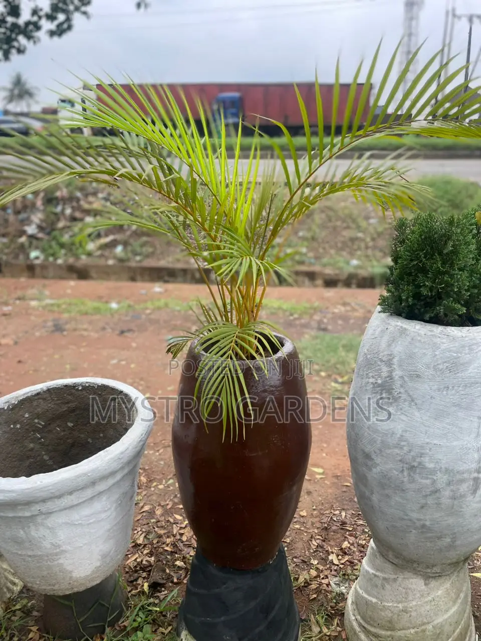 Golden Palm