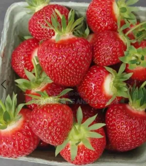 Strawberry Berry Seedling