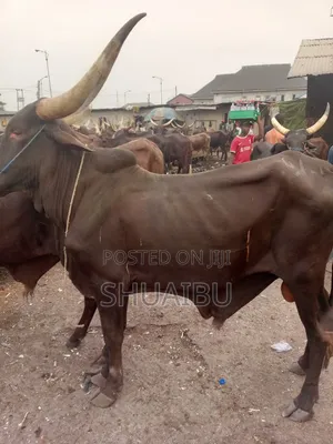 Life Goats Rams and Cows Cheap