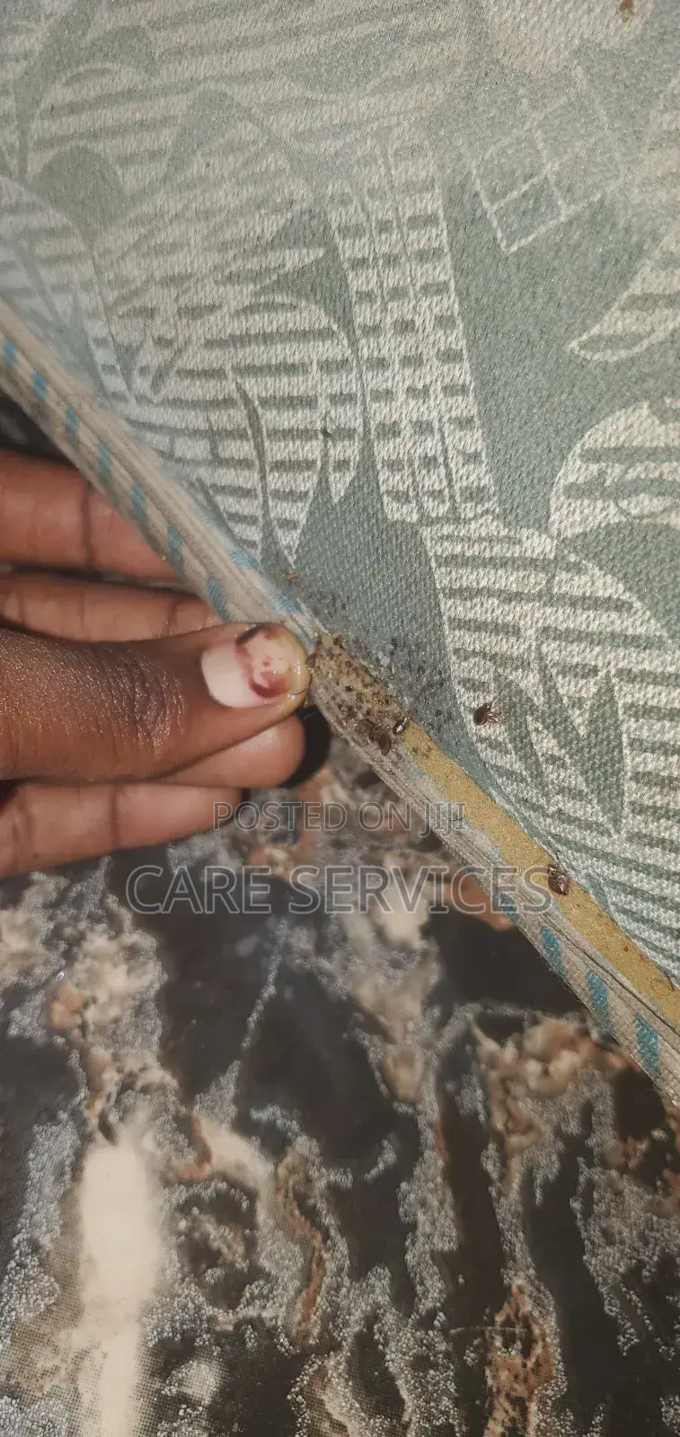 Bedbugs Infestations Control
