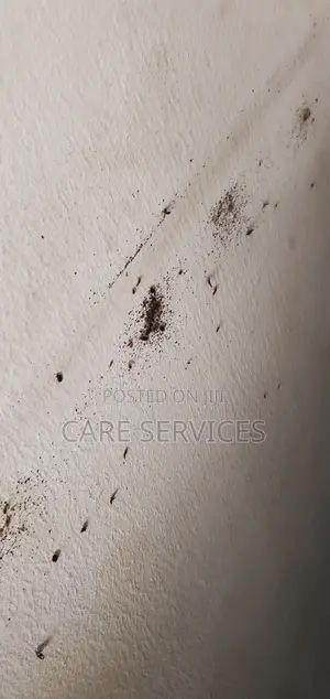 We Eliminate Bedbugs