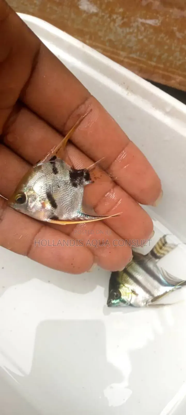 Angel Fish