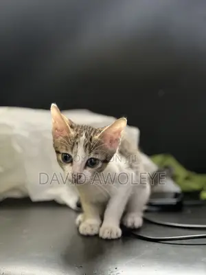 1-3 months Female Purebred American Shorthair