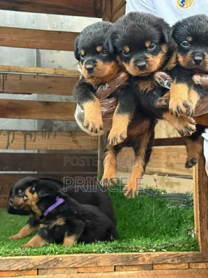 1-3 months Female Purebred Rottweiler