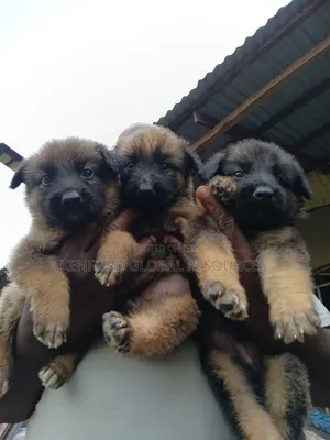 0-1 month Female Purebred German Shepherd