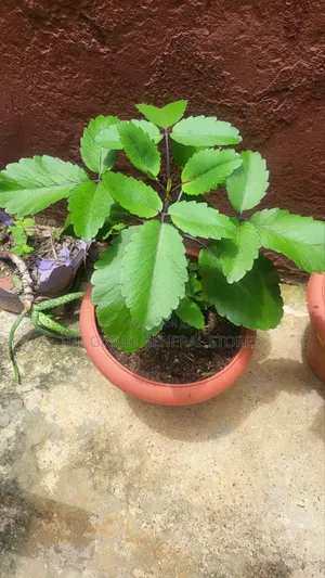 Miracle Leaf (Bryophyllum Pinnatum) – Nature’S Healing Wonder