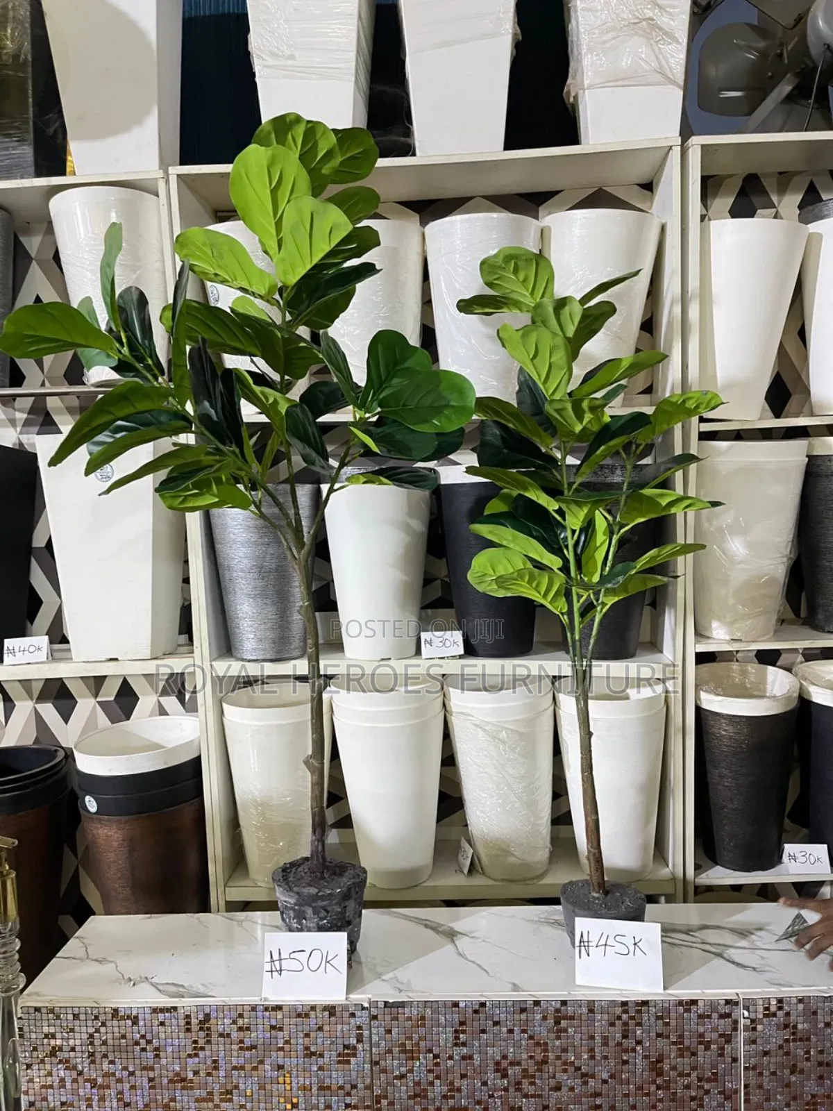 Cashew Plants
